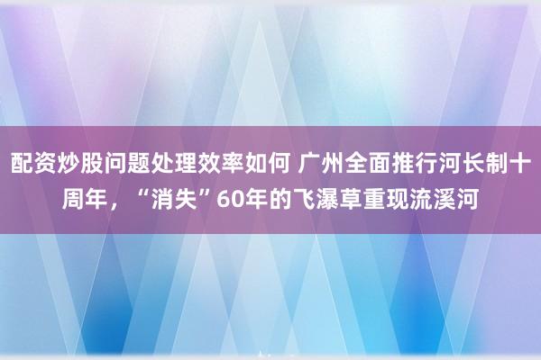 配资炒股问题处理效率如何 广州全面推行河长制十周年，“消失”60年的飞瀑草重现流溪河